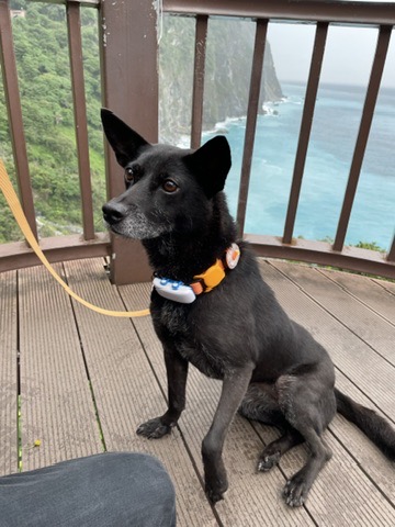 Tong Tong at a scenic viewpoint in Taiwan